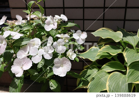 玄関前の白い紫陽花とホスタの寄せ鉢 玄関前の白い紫陽花とホスタの寄せ鉢 139888619