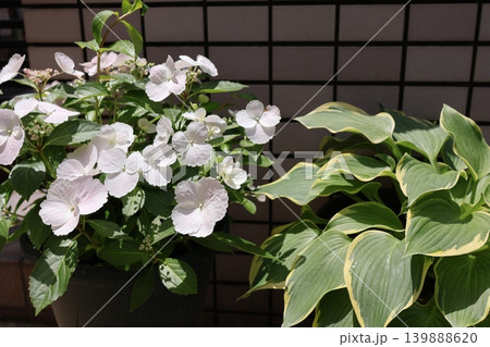 玄関前の白い紫陽花とホスタの寄せ鉢 玄関前の白い紫陽花とホスタの寄せ鉢 139888620