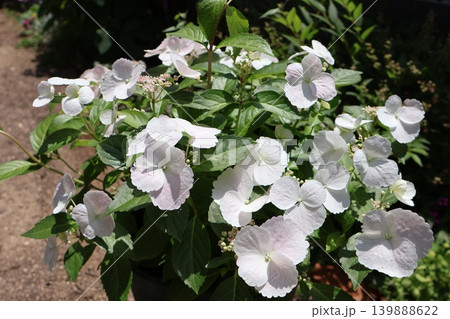 鉢植えの紫陽花ラグランジア・ブライダルシャワー 139888622