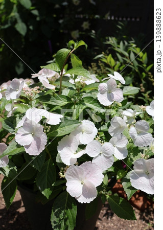 鉢植えの紫陽花ラグランジア・ブライダルシャワー 鉢植えの紫陽花ラグランジア・ブライダルシャワー 139888623