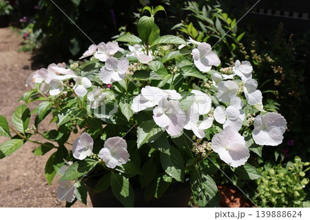 鉢植えの紫陽花ラグランジア・ブライダルシャワー 鉢植えの紫陽花ラグランジア・ブライダルシャワー 139888624