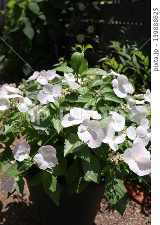 鉢植えの紫陽花ラグランジア・ブライダルシャワー 鉢植えの紫陽花ラグランジア・ブライダルシャワー 139888625