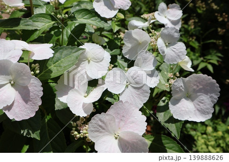 紫陽花ラグランジア・ブライダルシャワーの白い花 紫陽花ラグランジア・ブライダルシャワーの白い花 139888626