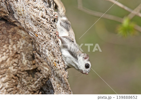 エゾモモンガ 北海道三大かわいい動物 蝦夷小鼯鼠 Pteromys volans orii エゾモモンガ 北海道三大かわいい動物 蝦夷小鼯鼠 Pteromys volans orii 139888652