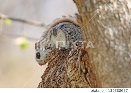 エゾモモンガ　北海道三大かわいい動物　蝦夷小鼯鼠　Pteromys volans orii 139888657