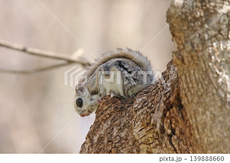 エゾモモンガ 北海道三大かわいい動物 蝦夷小鼯鼠 Pteromys volans orii エゾモモンガ 北海道三大かわいい動物 蝦夷小鼯鼠 Pteromys volans orii 139888660