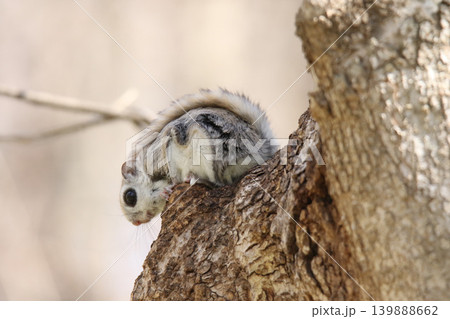 エゾモモンガ 北海道三大かわいい動物 蝦夷小鼯鼠 Pteromys volans orii エゾモモンガ 北海道三大かわいい動物 蝦夷小鼯鼠 Pteromys volans orii 139888662