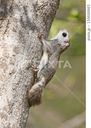 エゾモモンガ　北海道三大かわいい動物　蝦夷小鼯鼠　Pteromys volans orii 139888665
