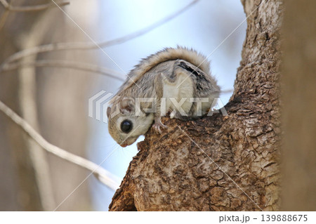 エゾモモンガ 北海道三大かわいい動物 蝦夷小鼯鼠 Pteromys volans orii エゾモモンガ 北海道三大かわいい動物 蝦夷小鼯鼠 Pteromys volans orii 139888675