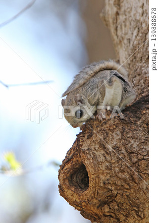 エゾモモンガ　北海道三大かわいい動物　蝦夷小鼯鼠　Pteromys volans orii 139888678