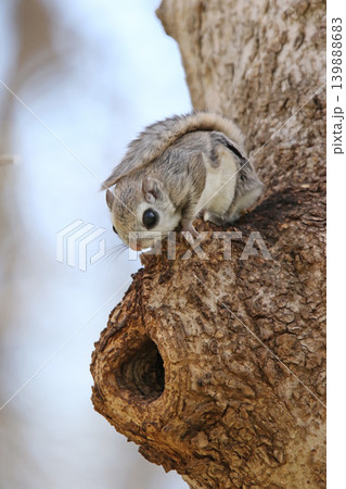 エゾモモンガ　北海道三大かわいい動物　蝦夷小鼯鼠　Pteromys volans orii 139888683