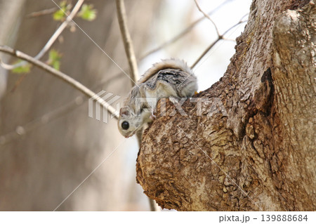 エゾモモンガ 北海道三大かわいい動物 蝦夷小鼯鼠 Pteromys volans orii エゾモモンガ 北海道三大かわいい動物 蝦夷小鼯鼠 Pteromys volans orii 139888684