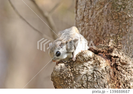 エゾモモンガ　北海道三大かわいい動物　蝦夷小鼯鼠　Pteromys volans orii 139888687