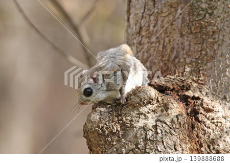 エゾモモンガ 北海道三大かわいい動物 蝦夷小鼯鼠 Pteromys volans orii エゾモモンガ 北海道三大かわいい動物 蝦夷小鼯鼠 Pteromys volans orii 139888688