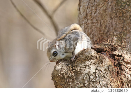エゾモモンガ 北海道三大かわいい動物 蝦夷小鼯鼠 Pteromys volans orii エゾモモンガ 北海道三大かわいい動物 蝦夷小鼯鼠 Pteromys volans orii 139888689