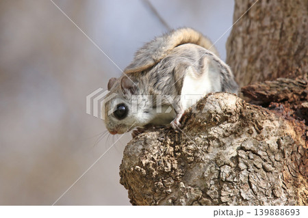 エゾモモンガ　北海道三大かわいい動物　蝦夷小鼯鼠　Pteromys volans orii 139888693