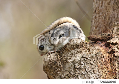 エゾモモンガ　北海道三大かわいい動物　蝦夷小鼯鼠　Pteromys volans orii 139888696
