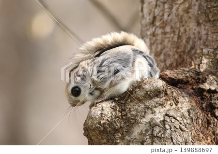 エゾモモンガ　北海道三大かわいい動物　蝦夷小鼯鼠　Pteromys volans orii 139888697