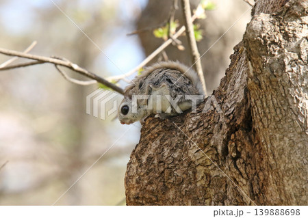 エゾモモンガ　北海道三大かわいい動物　蝦夷小鼯鼠　Pteromys volans orii 139888698
