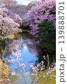 池に映る桜 139888701