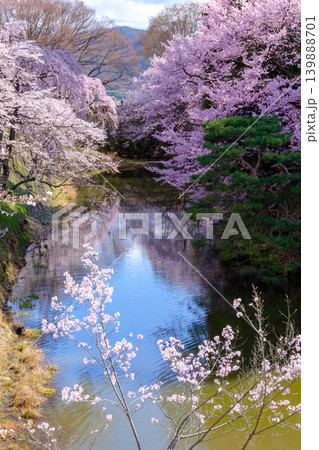 池に映る桜 139888701