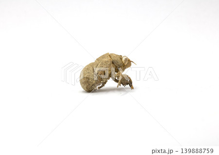 A Detailed Close Up Shot of a Brown Cicada Exuviae Shell Showing Intricate Insect Anatomy Isolated on a Clean Pure White Background A Detailed Close Up Shot of a Brown Cicada Exuviae Shell Showing Intricate Insect Anatomy Isolated on a Clean Pure White Background 139888759