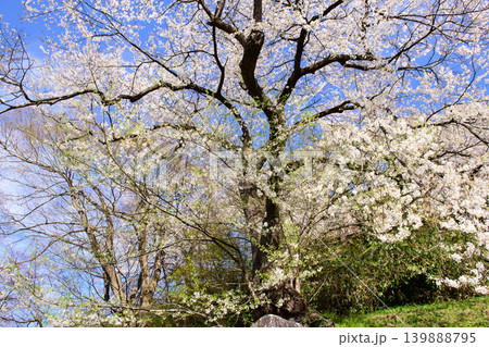 太夫桜　天然記念物　会津若松市飯盛山 139888795