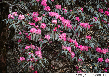Pink Rhododendron flowers blooming in Everest region of Nepal. Rhododendron arboreum is called Lali gurans in Nepali, and is Nepal's much-loved national flower. Pink Rhododendron flowers blooming in Everest region of Nepal. Rhododendron arboreum is called Lali gurans in Nepali, and is Nepal's much-loved national flower. 139888814