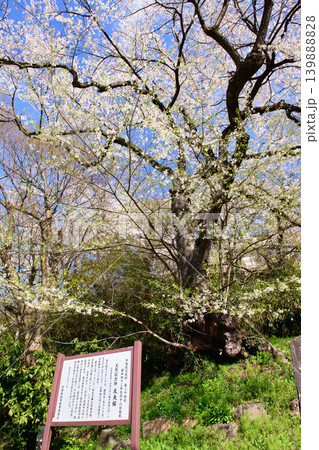 会津二大老樹太夫桜　天然記念物　会津若松市飯盛山 139888828