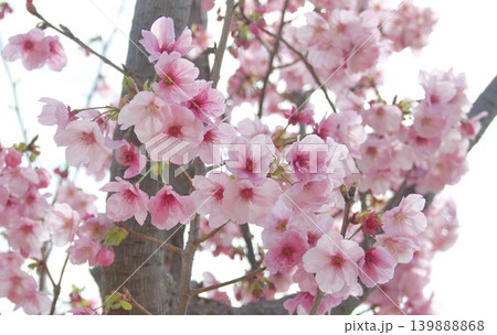 満開に咲き誇るピンクの桜の花と木の幹 春の背景素材 満開に咲き誇るピンクの桜の花と木の幹 春の背景素材 139888868