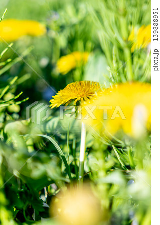 黄色いたんぽぽの花 黄色いたんぽぽの花 139888951