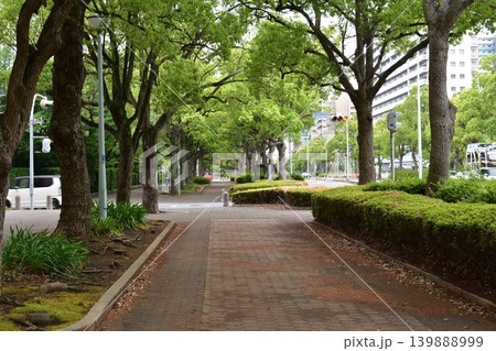 新緑が美しい、歩道 139888999