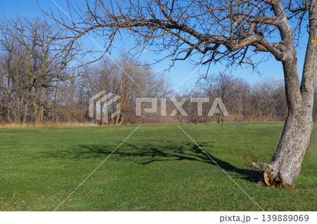 Bare Tree Casting Long Shadow 139889069