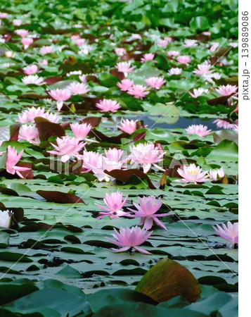 北海道安平町 鹿公園の睡蓮 (23年8月撮影) 北海道安平町 鹿公園の睡蓮 (23年8月撮影) 139889086
