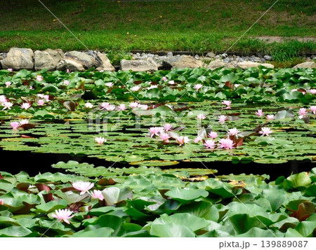 北海道安平町 鹿公園の睡蓮 (23年8月撮影) 139889087