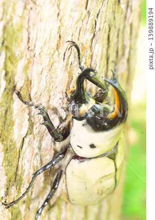 グラントシロカブトの森の樹木の上で グラントシロカブトの森の樹木の上で 139889194