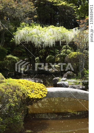 白い藤の花のある風景 白い藤の花のある風景 139889451
