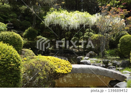 白い藤の花のある庭 白い藤の花のある庭 139889452