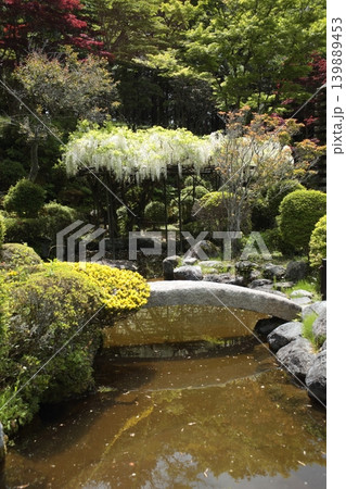 白い藤の花のある庭園 白い藤の花のある庭園 139889453
