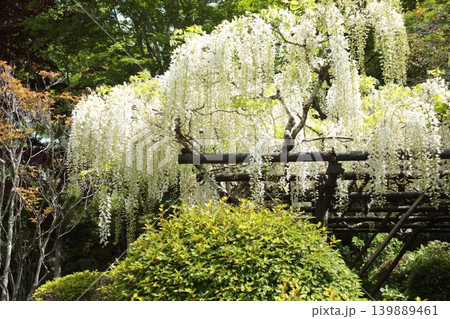 白い藤の花 白い藤の花 139889461