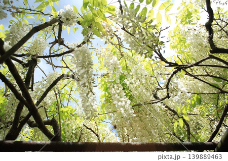 白い藤の花 白い藤の花 139889463