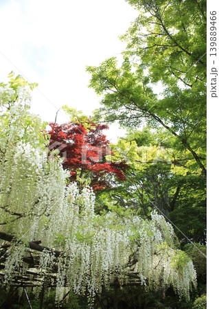 白い藤の花 白い藤の花 139889466