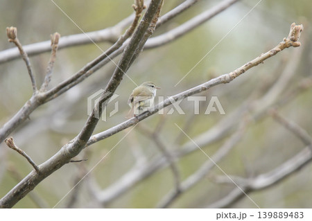 ウグイス 鶯 春告鳥 北海道の野鳥 ウグイス 鶯 春告鳥 北海道の野鳥 139889483
