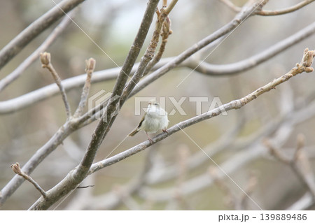 ウグイス 鶯 春告鳥 北海道の野鳥 ウグイス 鶯 春告鳥 北海道の野鳥 139889486