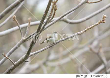 ウグイス 鶯 春告鳥 北海道の野鳥 ウグイス 鶯 春告鳥 北海道の野鳥 139889487