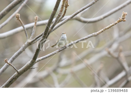 ウグイス 鶯 春告鳥 北海道の野鳥 ウグイス 鶯 春告鳥 北海道の野鳥 139889488