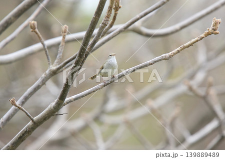 ウグイス 鶯 春告鳥 北海道の野鳥 ウグイス 鶯 春告鳥 北海道の野鳥 139889489