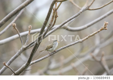 ウグイス 鶯 春告鳥 北海道の野鳥 ウグイス 鶯 春告鳥 北海道の野鳥 139889493