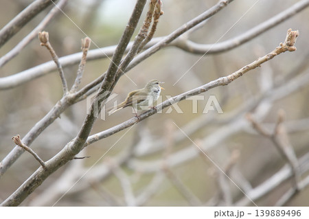 ウグイス 鶯 春告鳥 北海道の野鳥 ウグイス 鶯 春告鳥 北海道の野鳥 139889496