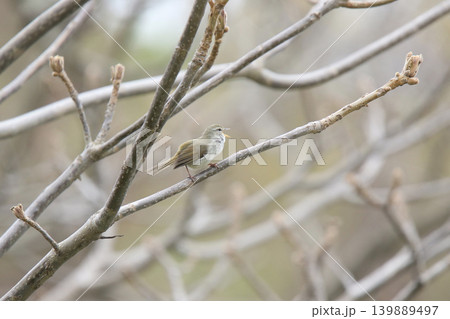 ウグイス 鶯 春告鳥 北海道の野鳥 ウグイス 鶯 春告鳥 北海道の野鳥 139889497